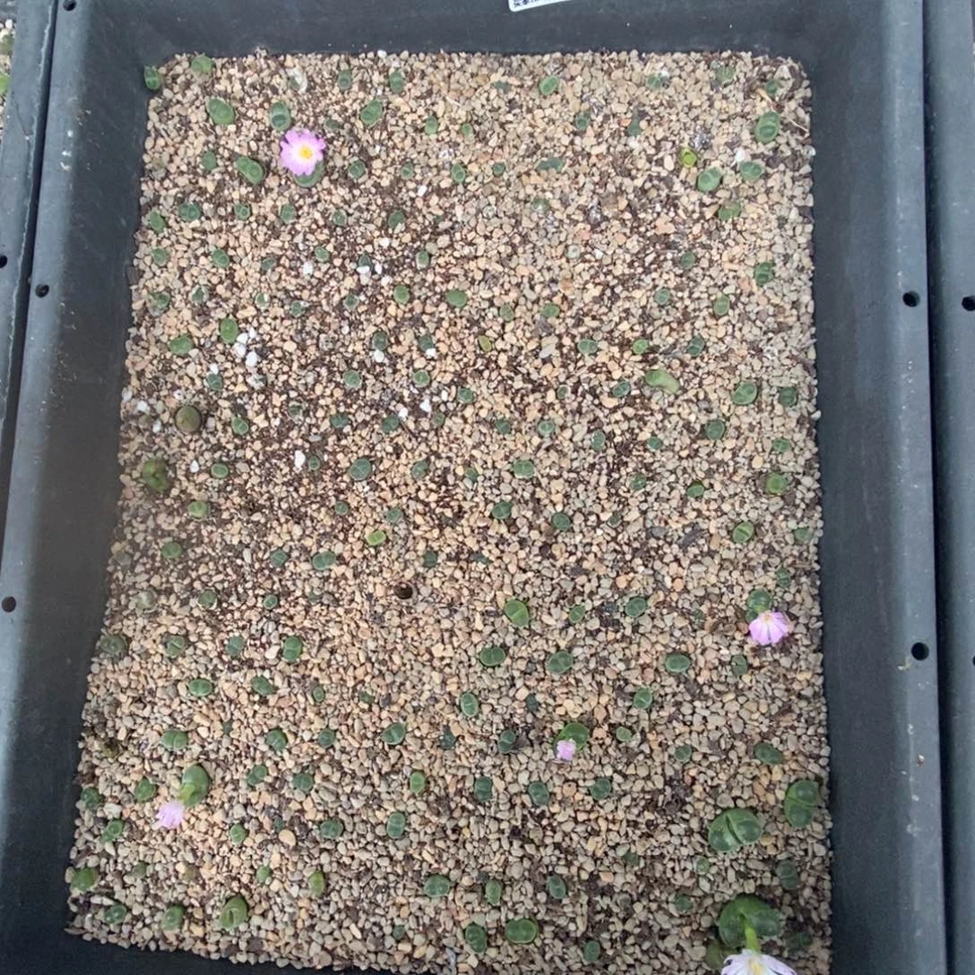 5050 白拍子风铃玉一筐脱土发货