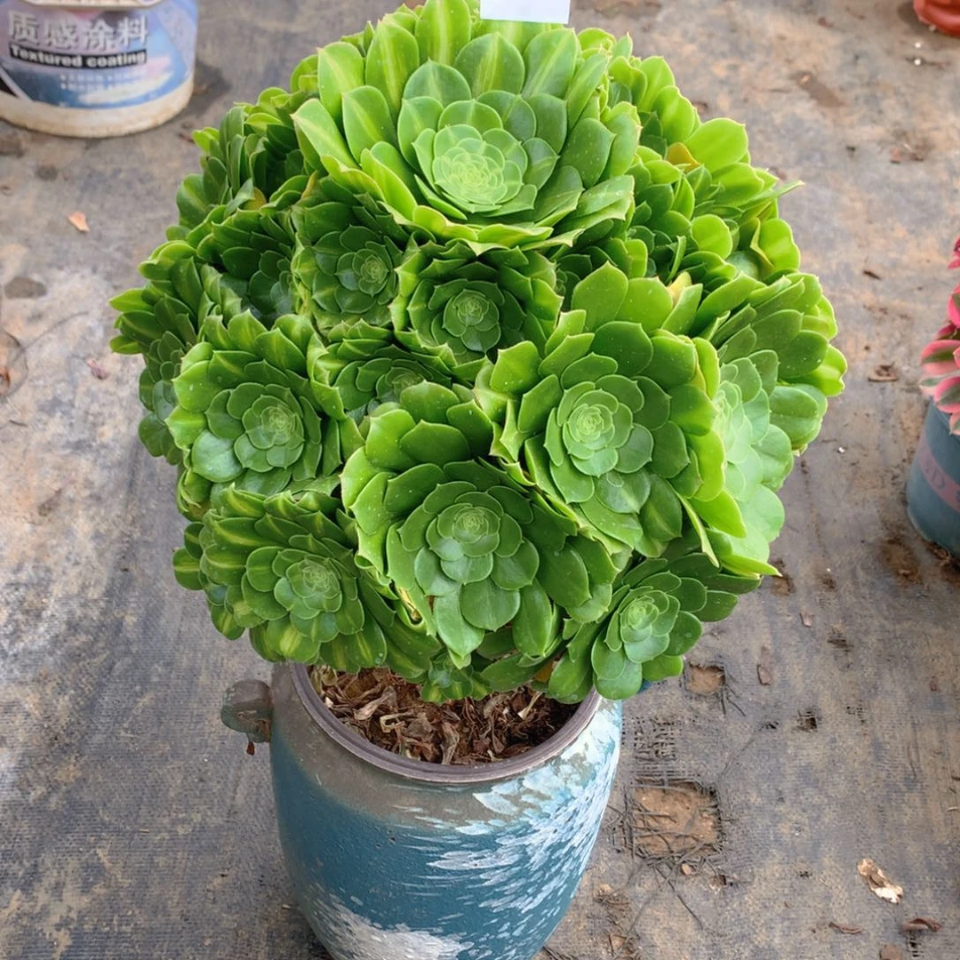 美****684五彩琉璃夜光杯多肉