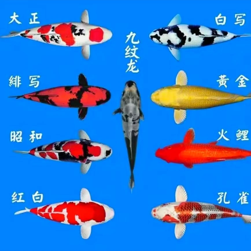 直播选品锦鲤观赏鱼8-10