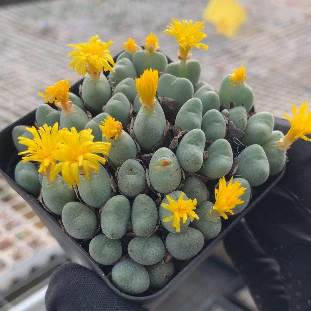 a565毛口笛母本一颗