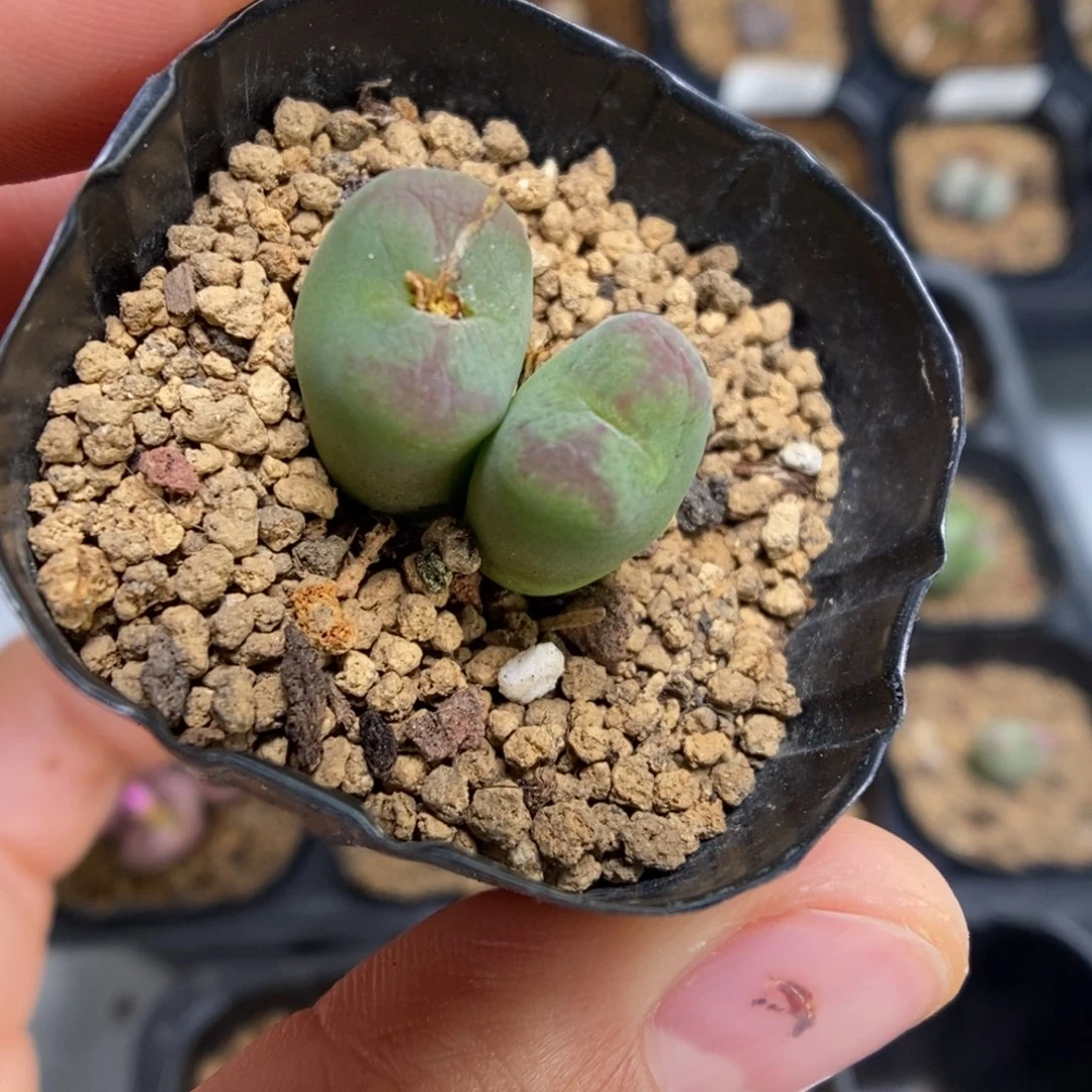 多肉植物肉锥杂交K-4737 墨杂