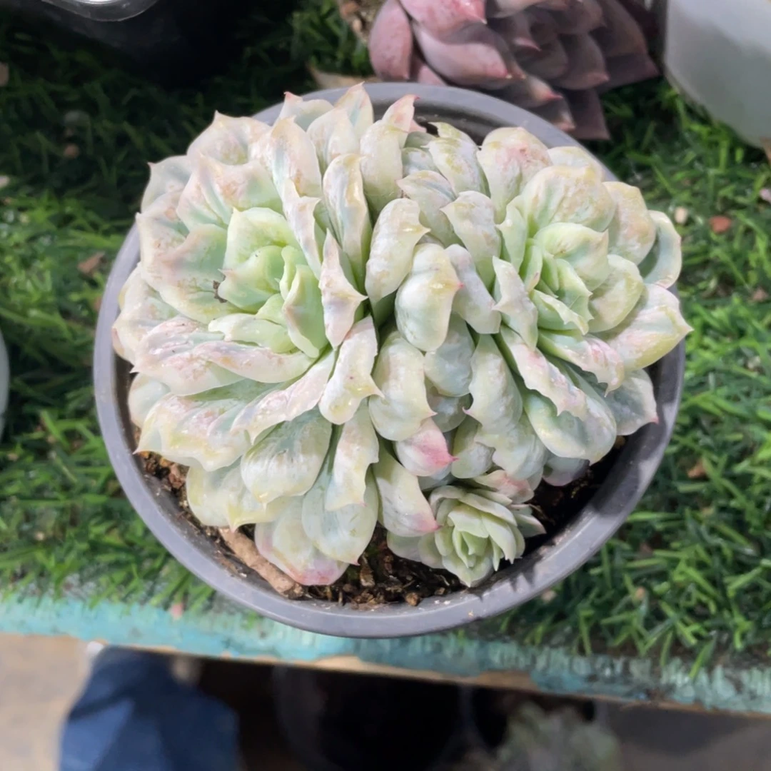 泡泡纱群冠幅10 公分一物一拍