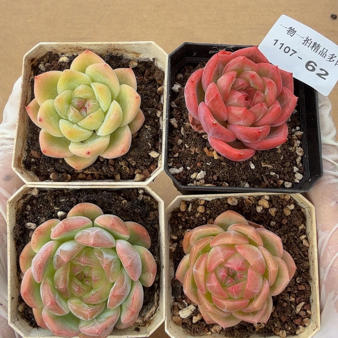 1107-62四颗多肉一物一拍