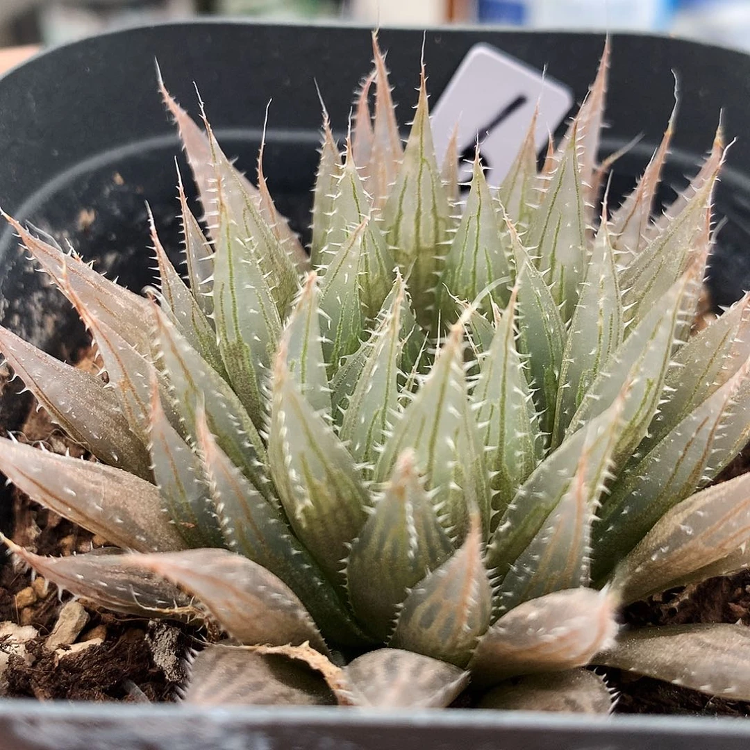 实生玉露原始种，6号，