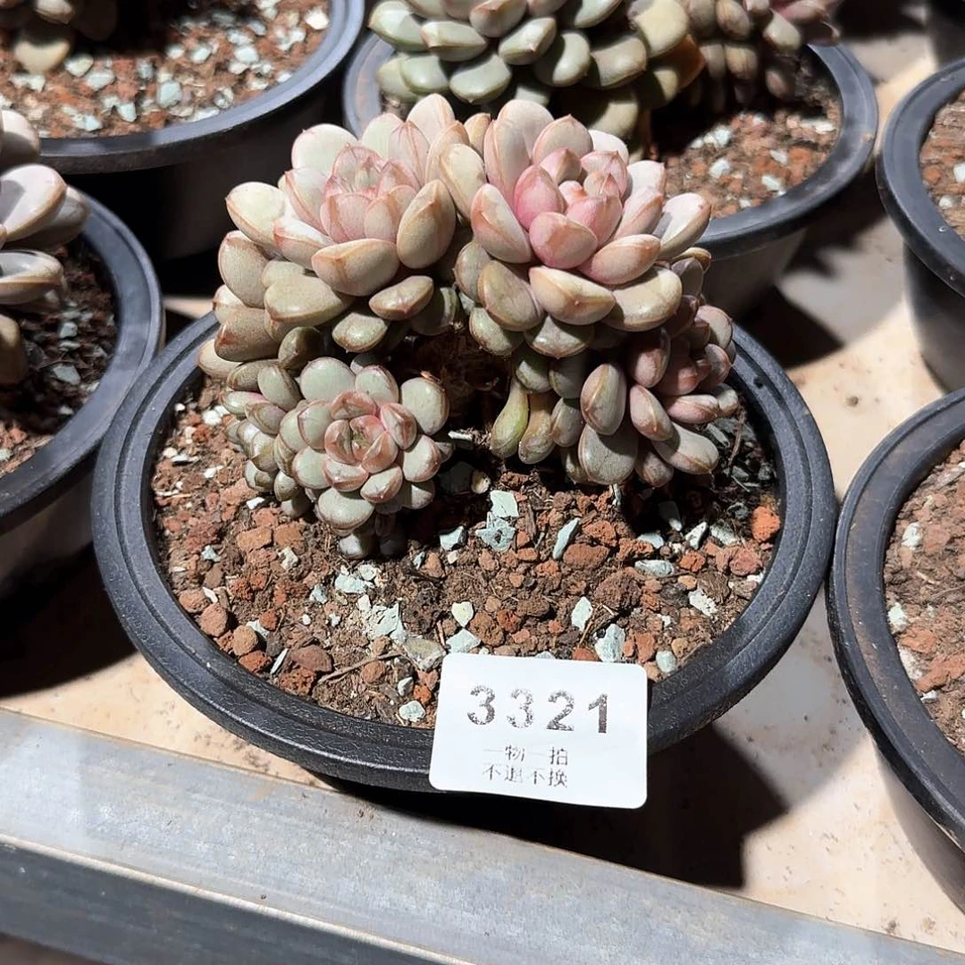 爱**菜3321:葡萄多肉