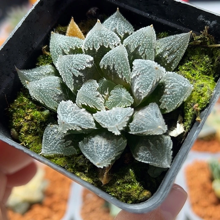 十二卷多肉白帝城