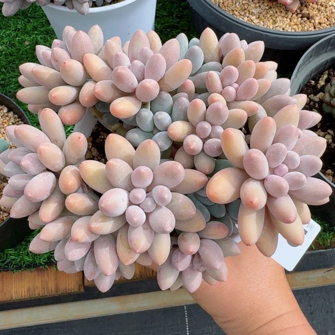 汤圆群生整装无砍