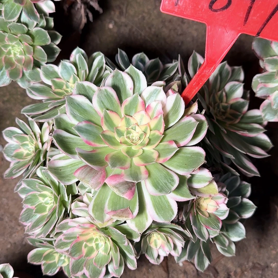 4-849海王多肉法师