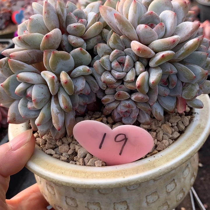 多肉植物十九头石榴籽