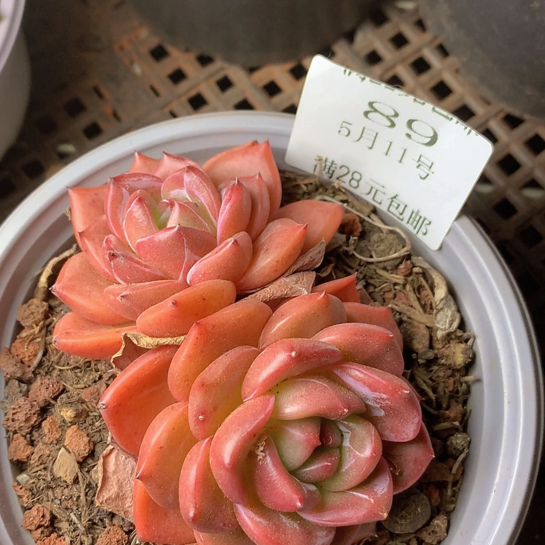 【闪购商品】云89号