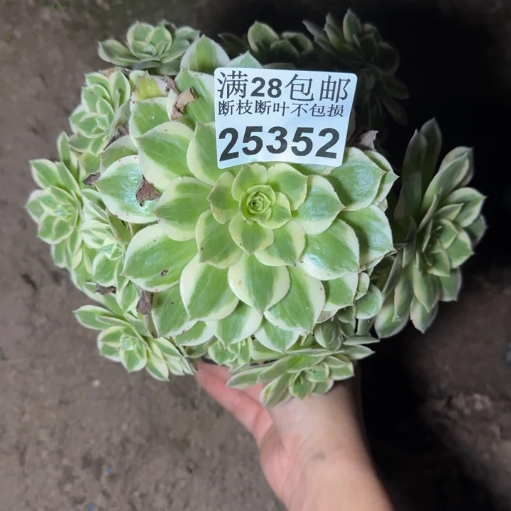 25352海鲜多肉植物