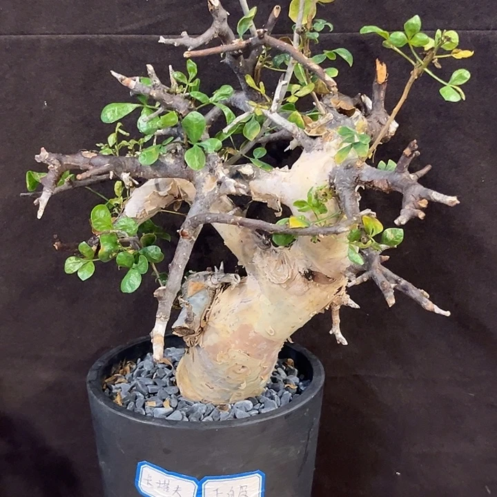 汤圆植物卡塔夫橄榄
