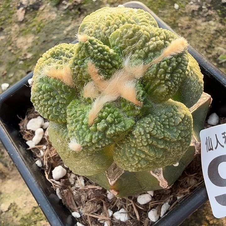 无花朵989细密尤菜花牡丹东七