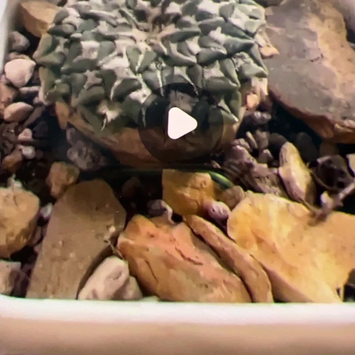 馒头姬草球老家哈哈哈+氨基酸