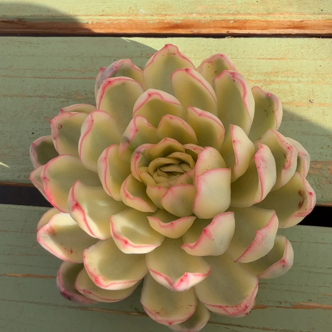 琉光冬云锦头盖锦上园艺一物一拍