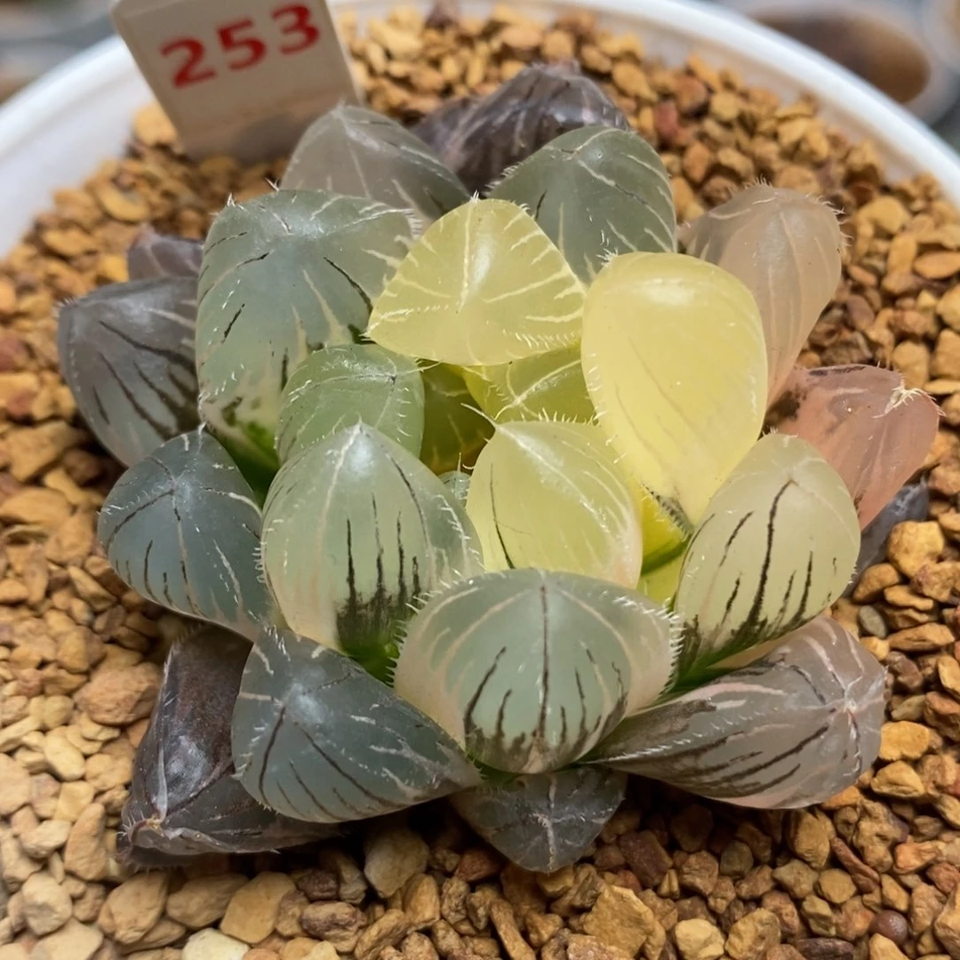 253三角巨赤玉露锦