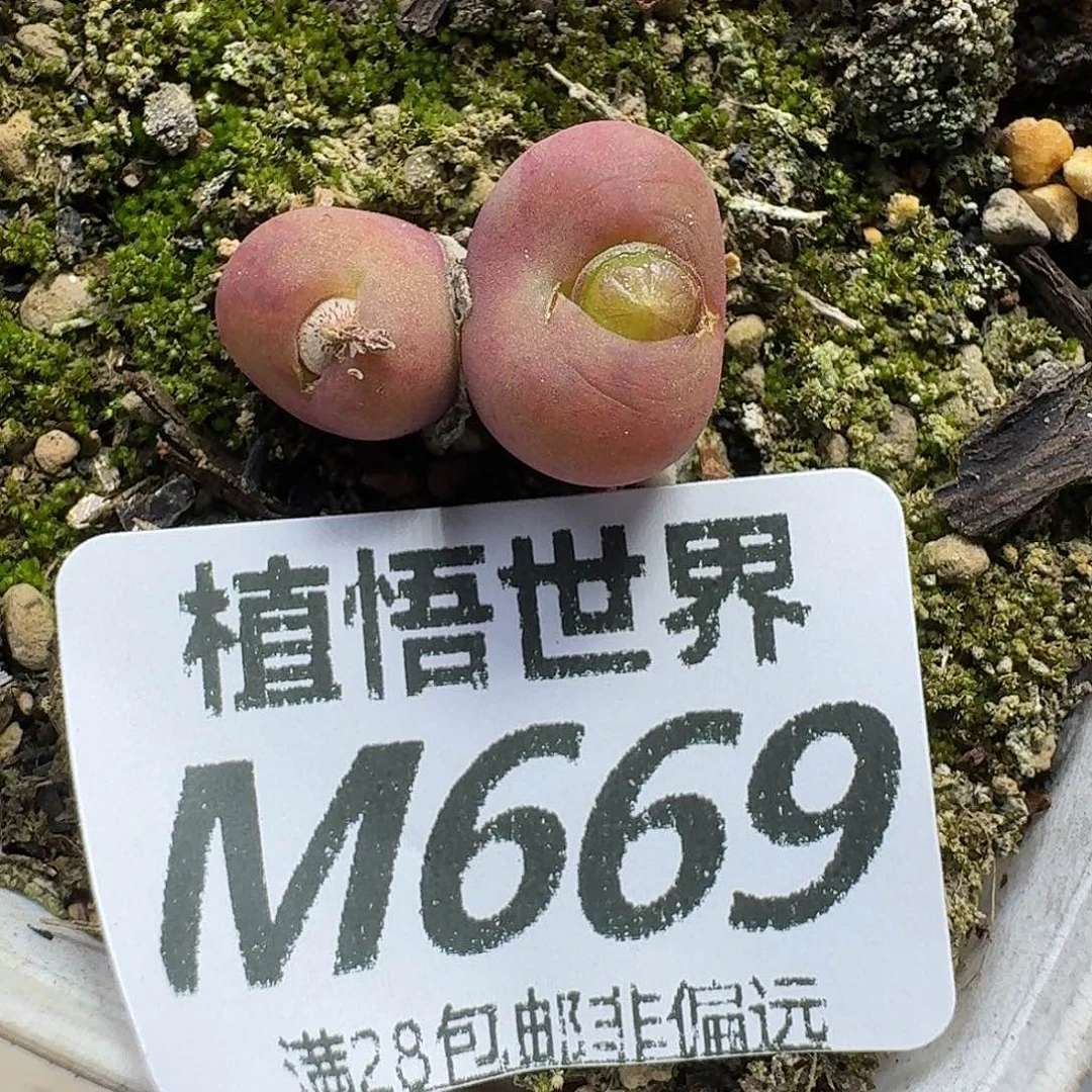 多肉植物的人生fhb