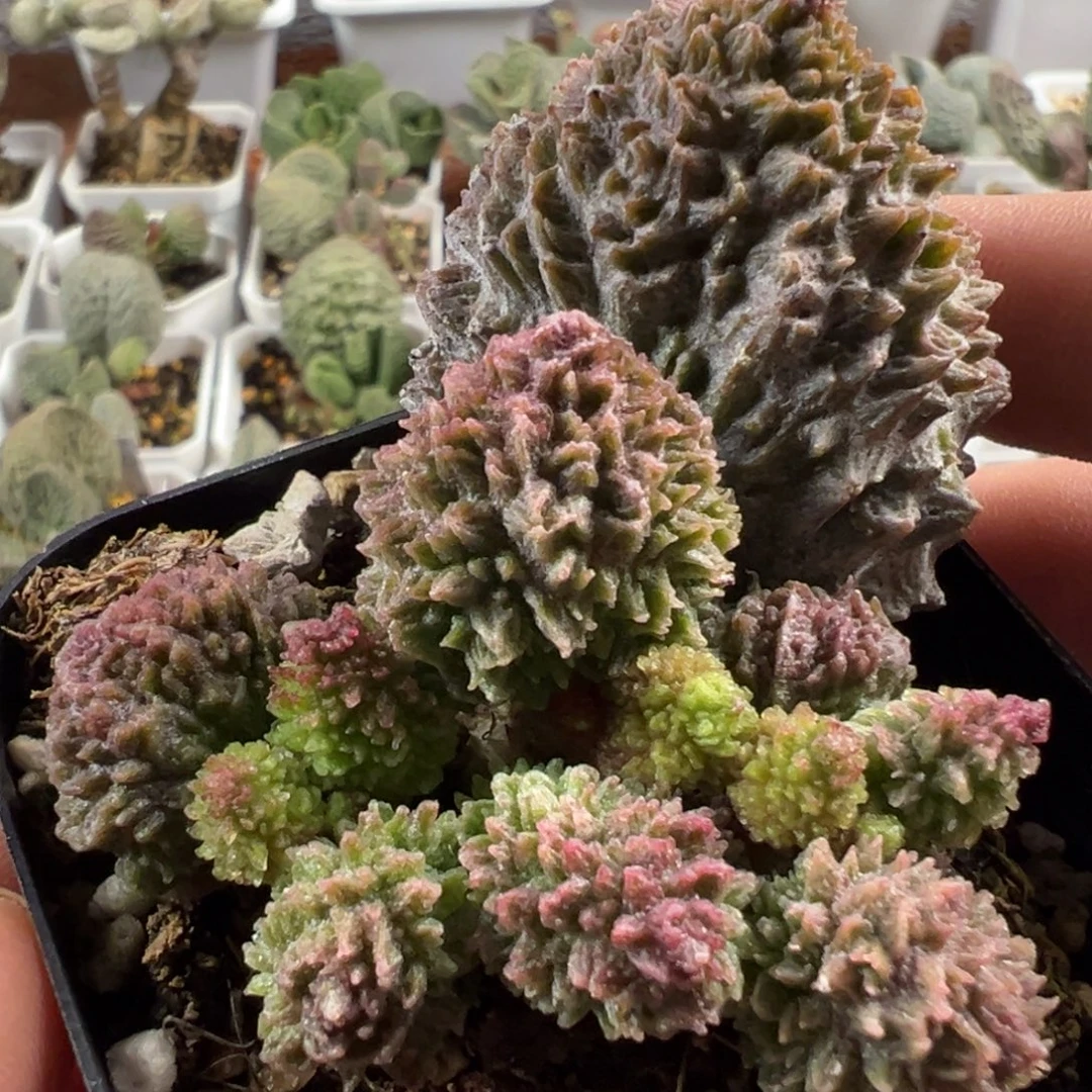 巨尤朱紫玉多肉植物水泡
