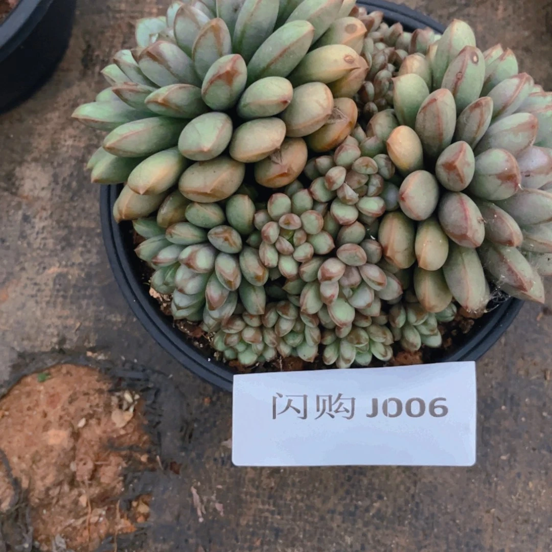 萱**水葡萄Ｊ００６一物一拍一颗