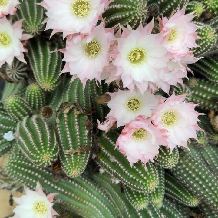 巨型白檀708侧芽一个