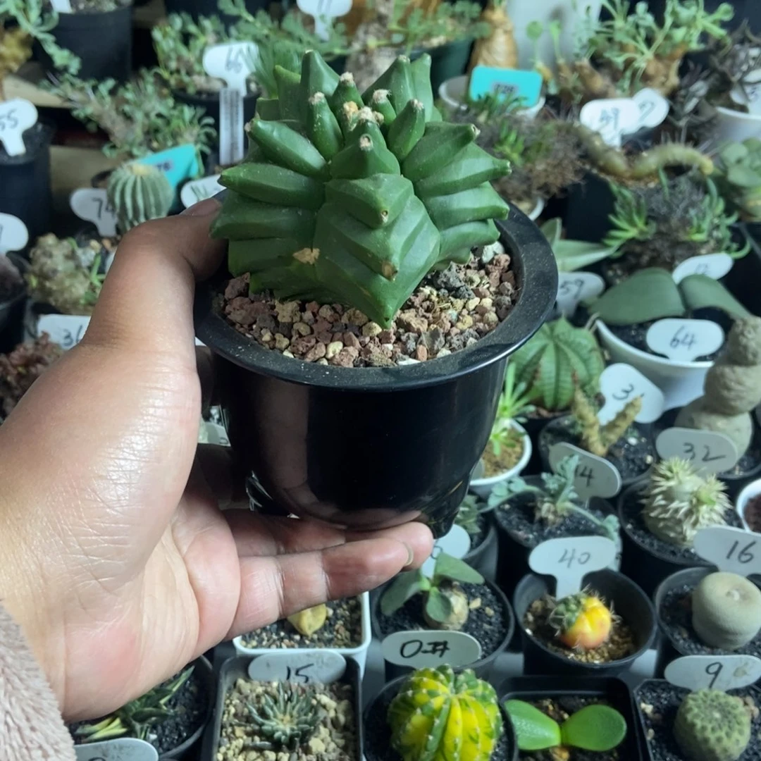 牛角龟甲一物一拍