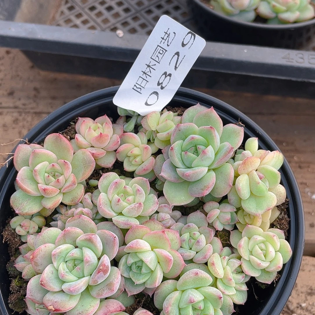 多肉植物多肉植物829
