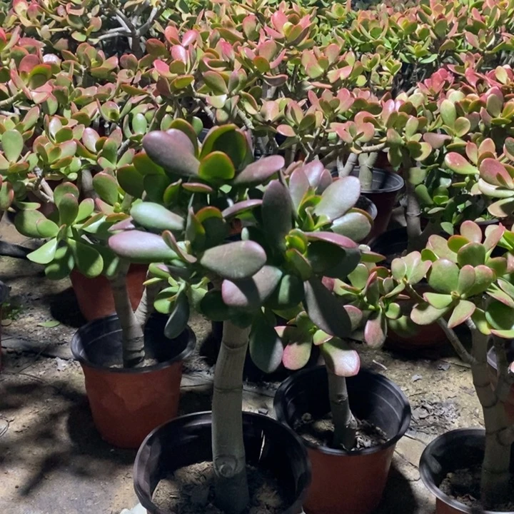 把****黄金花月一物一拍