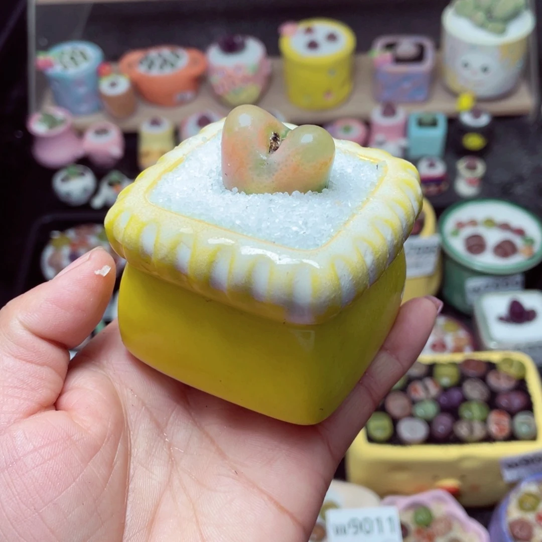 w9018 -零下地区拍保温箱-15支持寄养