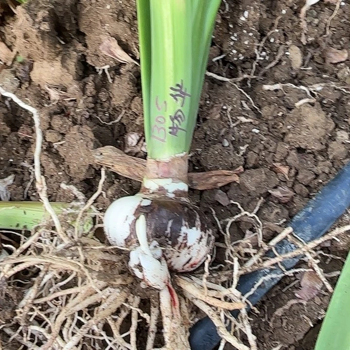 啊**喔物华天宝8左右外皮微伤1305