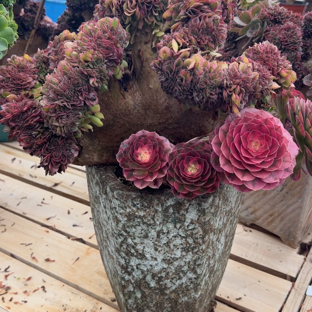 太***雨荔枝缀化老桩朵缀