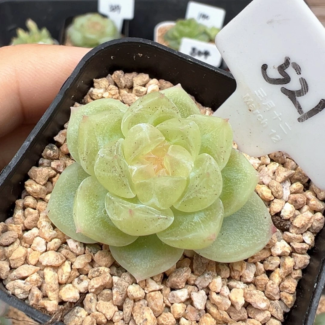 521号财富密码有晒斑