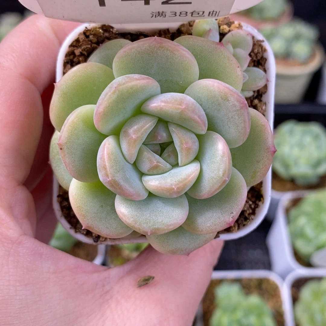 瑶瑶双头一颗142号粉色