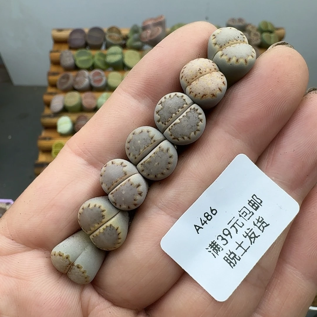 486多肉哈哈哈哈哈哈哈