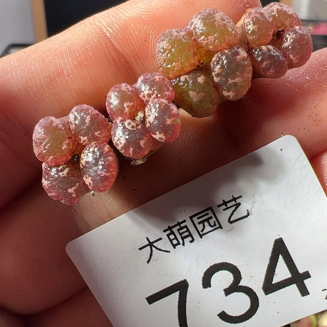 一物一拍。     734
