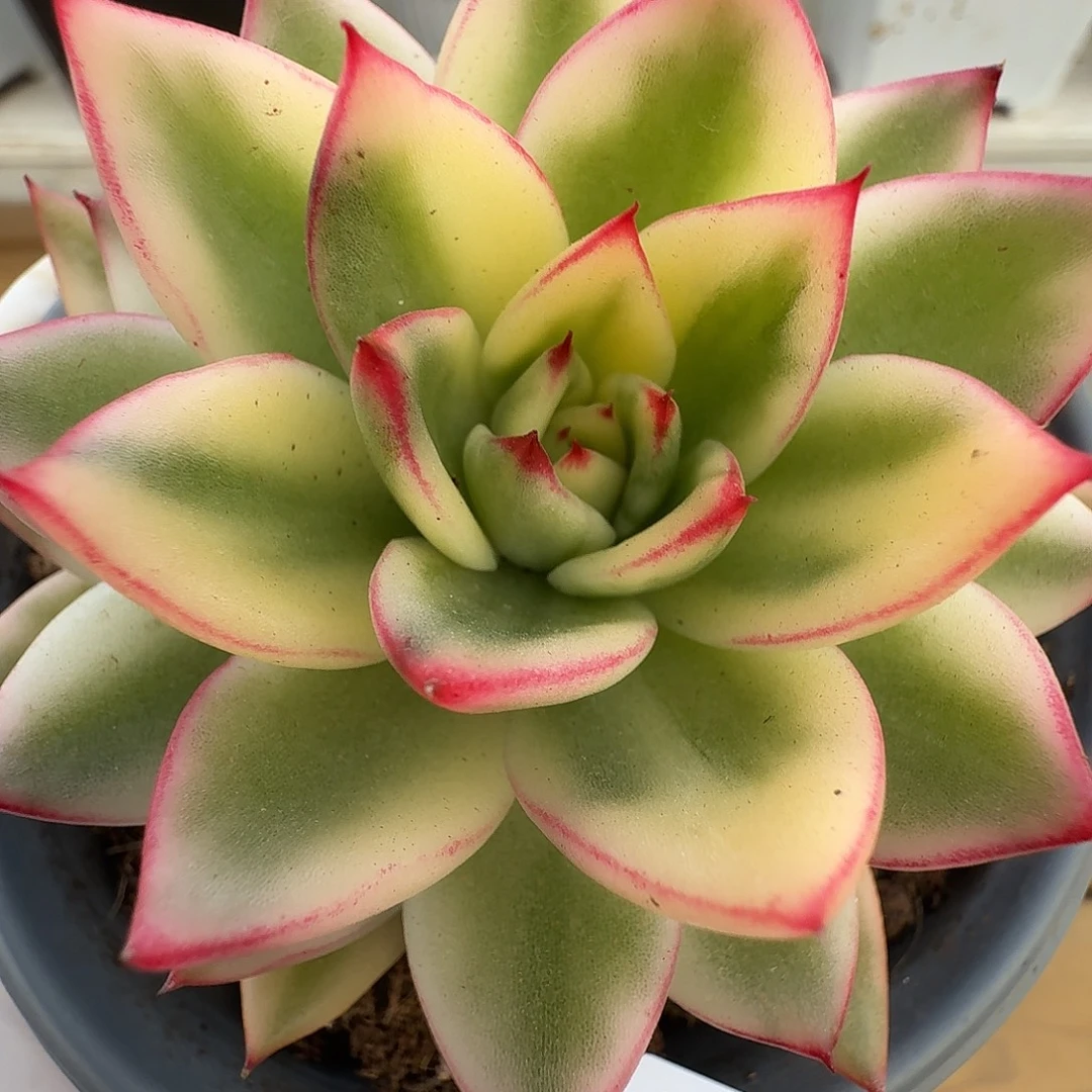 啊斯娜锦11214-14