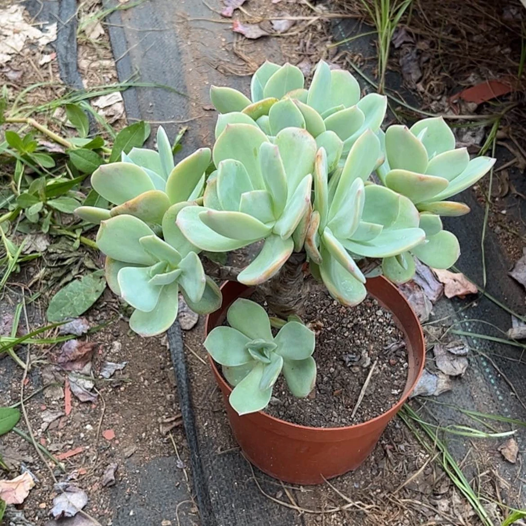 【闪购商品】无花朵G**✨
