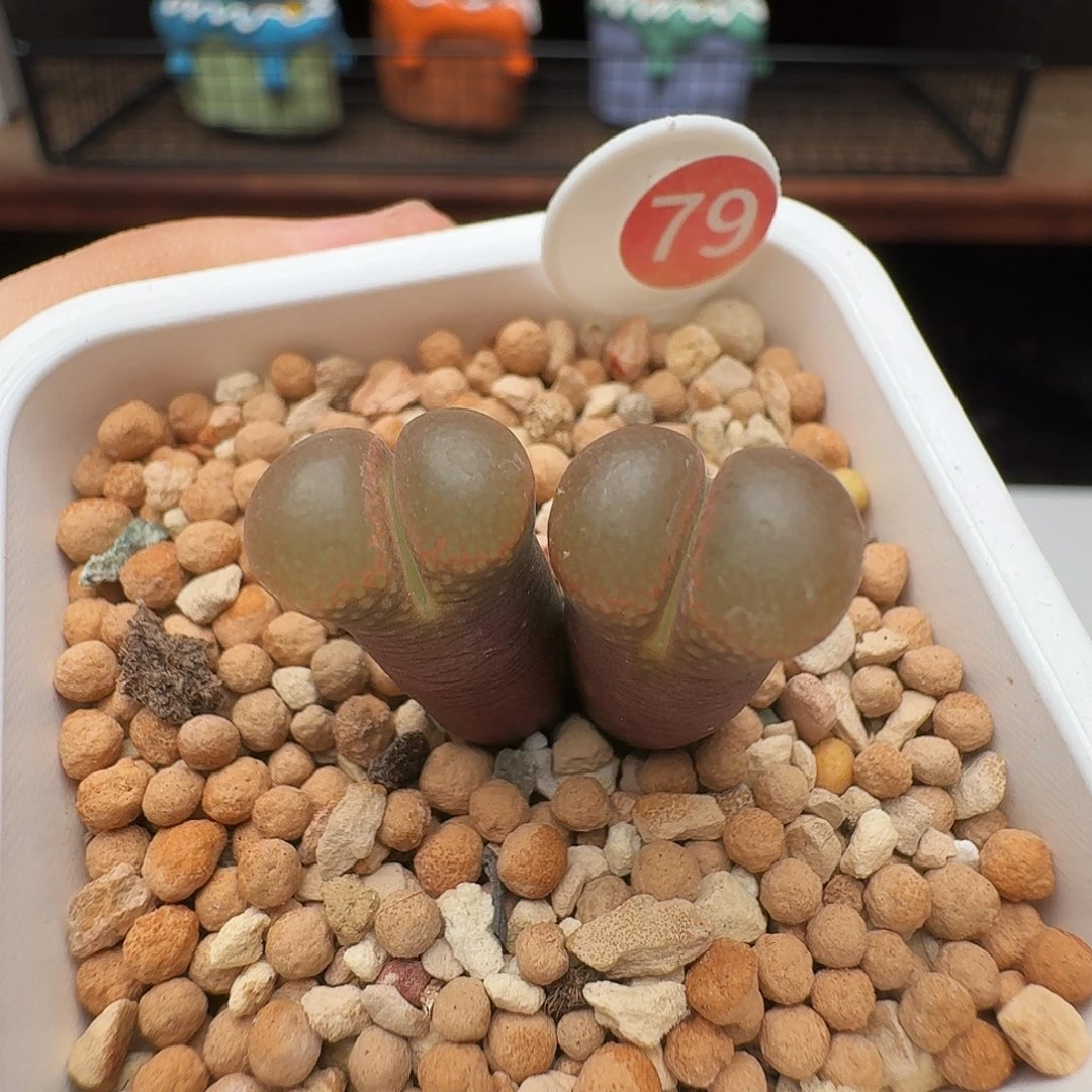 多肉植物福利风铃79
