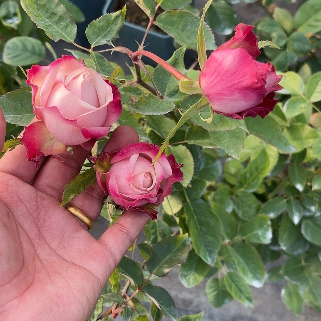 无花朵———巧合 福利款