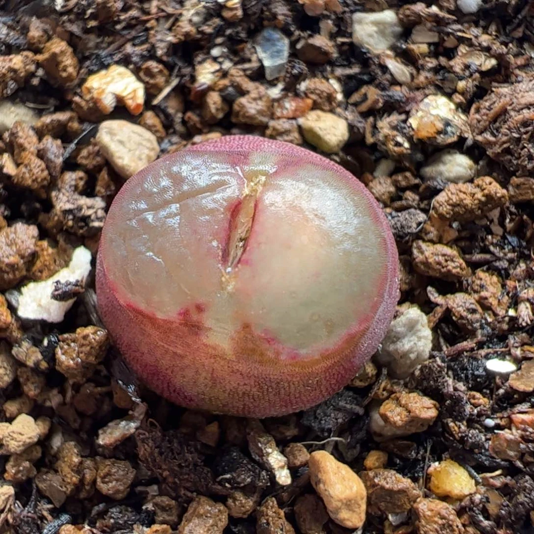雪茄母本多肉植物百科