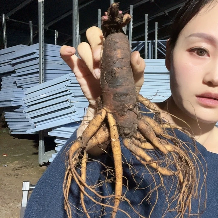 当前无花栽培后可以开花玫瑰心5-6芽