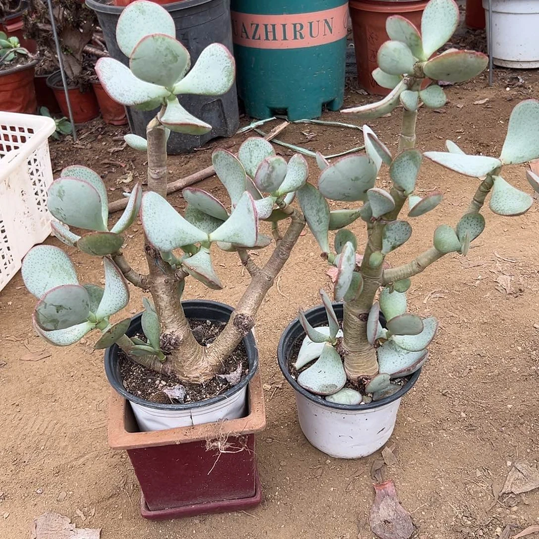 阅***悦多肉植物多肉植物