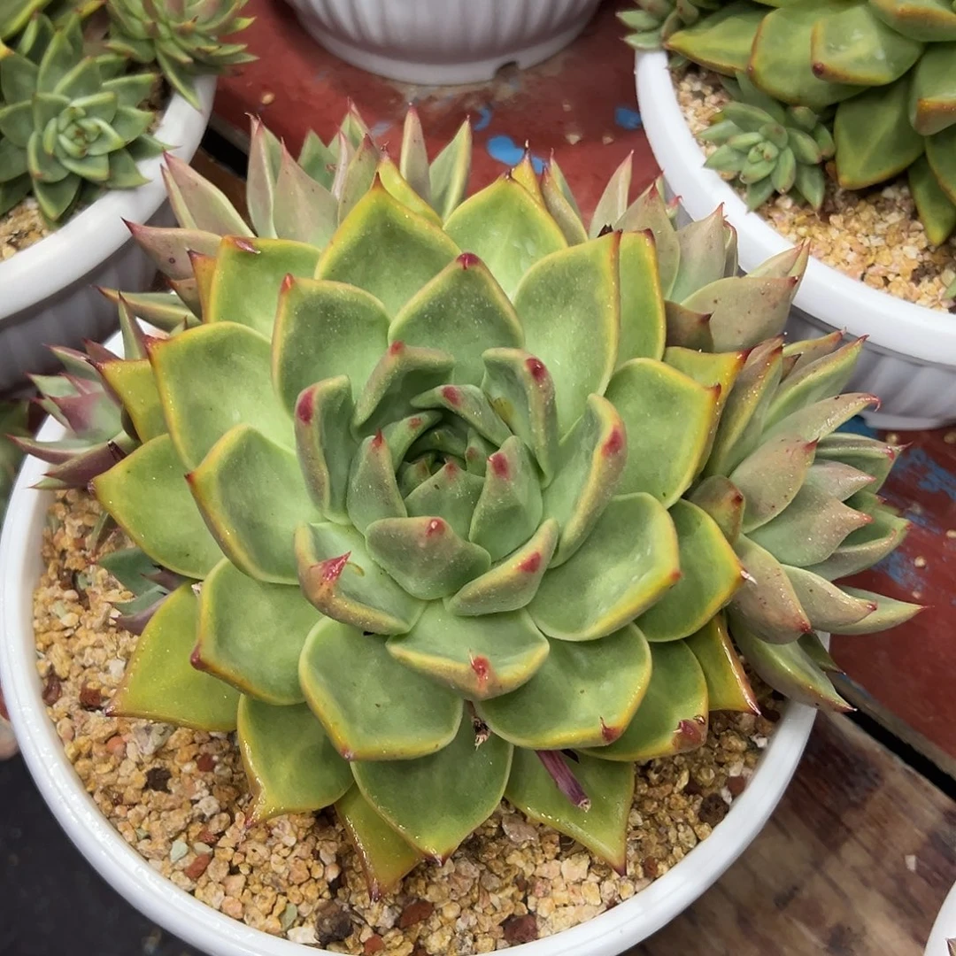 多肉植物一物一拍031