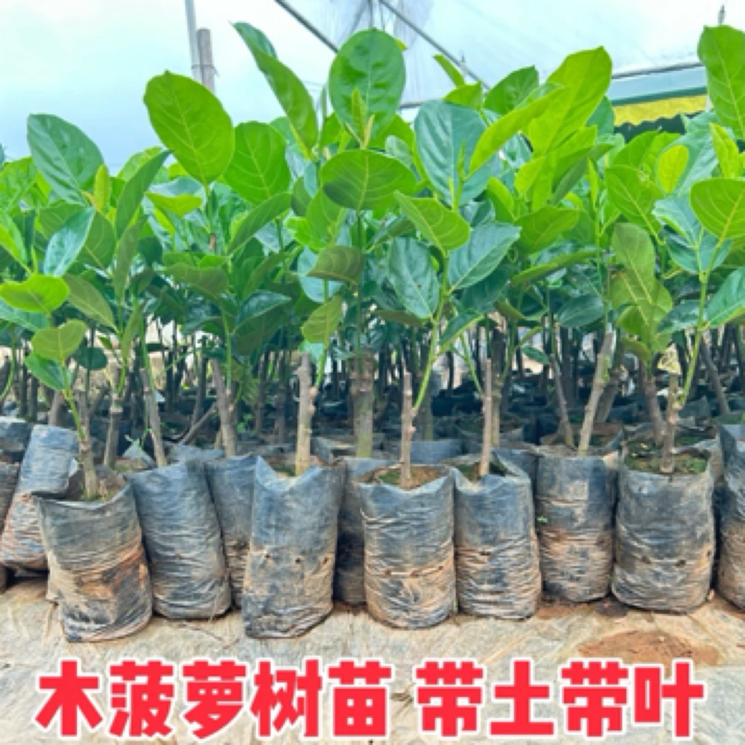 菠萝蜜树苗嫁接泰国红肉榴莲蜜木菠萝果树苗