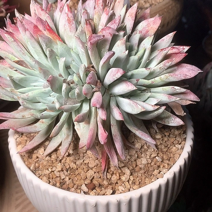 8628啊金尼多肉仙女杯