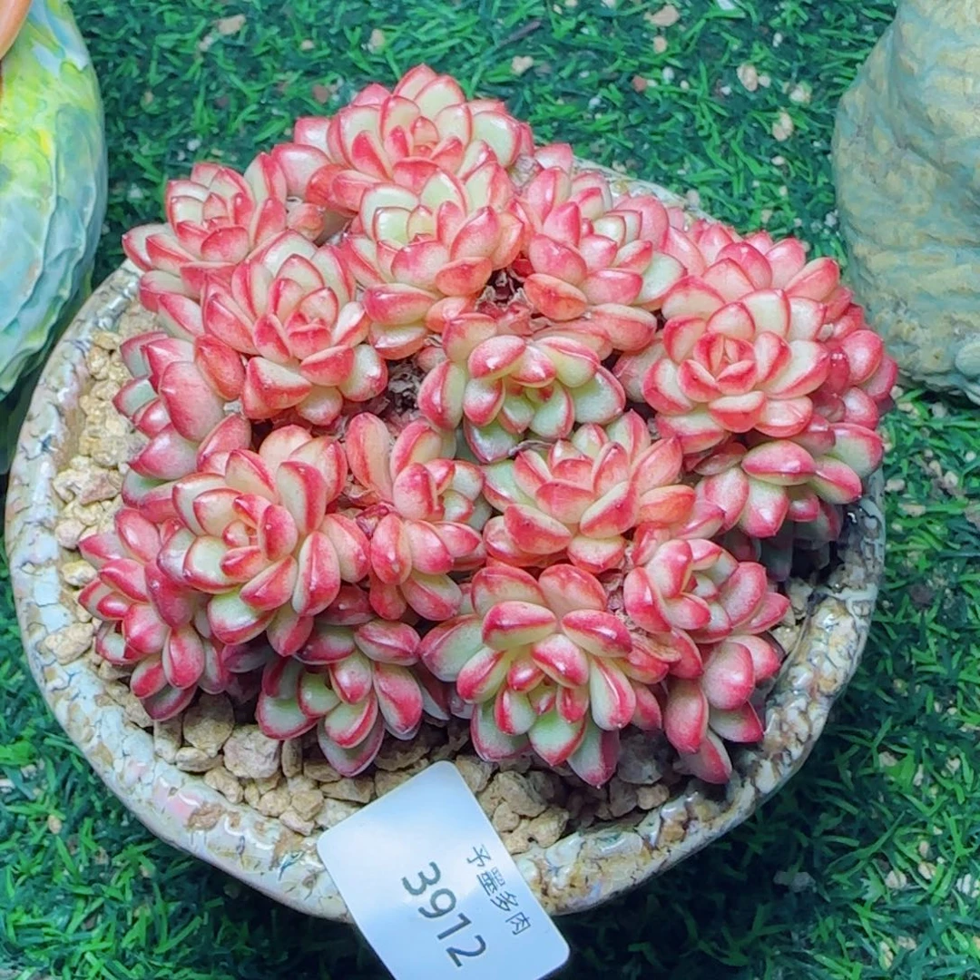 亚当，3912多肉植物