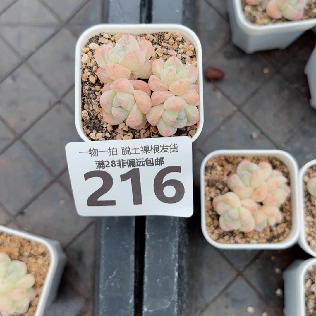 冰玉老桩带盆土发货