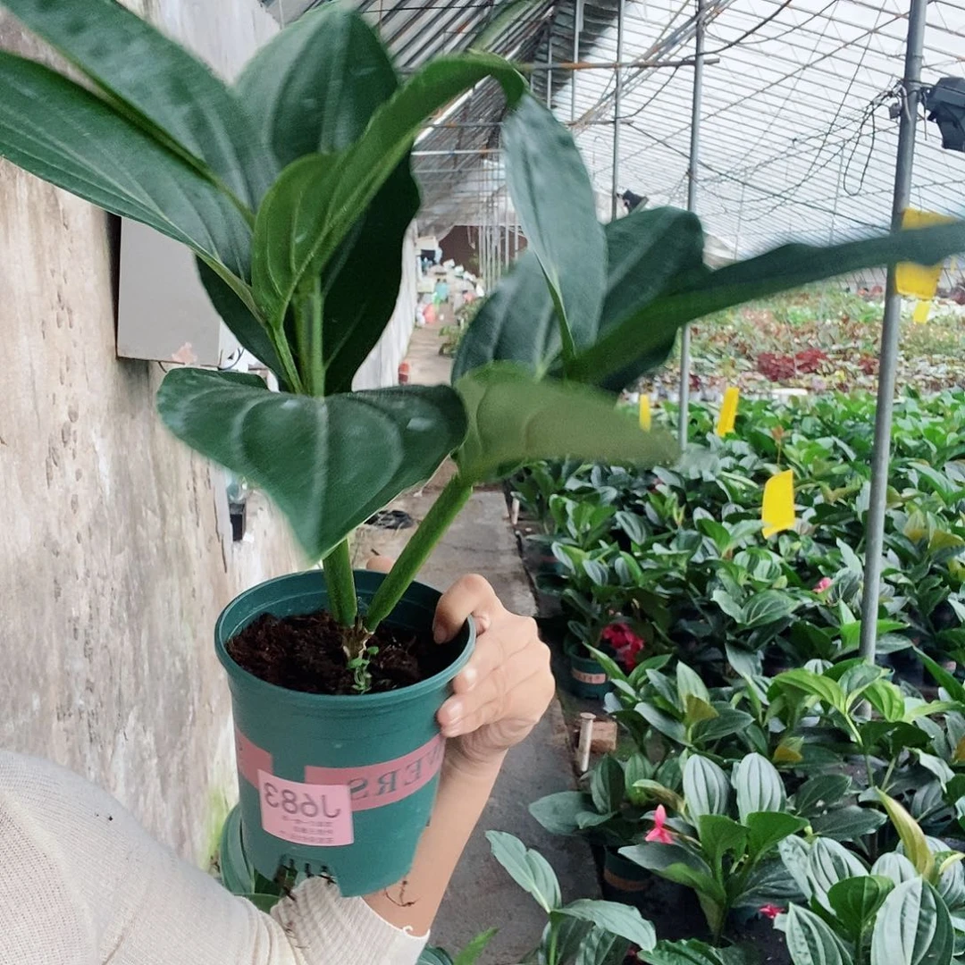 无花朵莲*木本花卉683