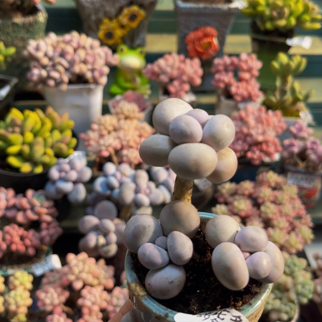 183芭比奶酪6cm多肉