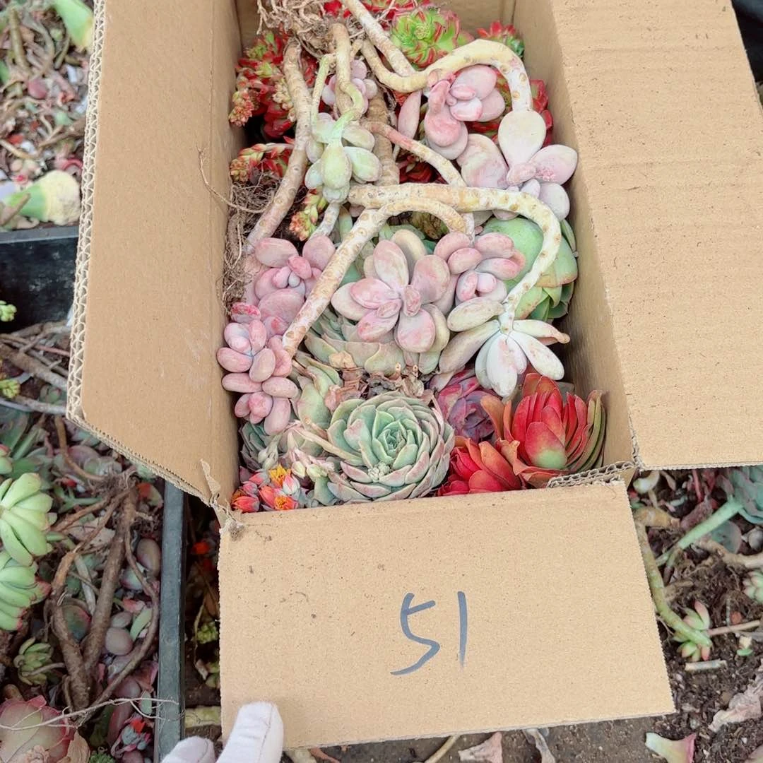 叶*杂花瑕疵断头优惠处理不售后51