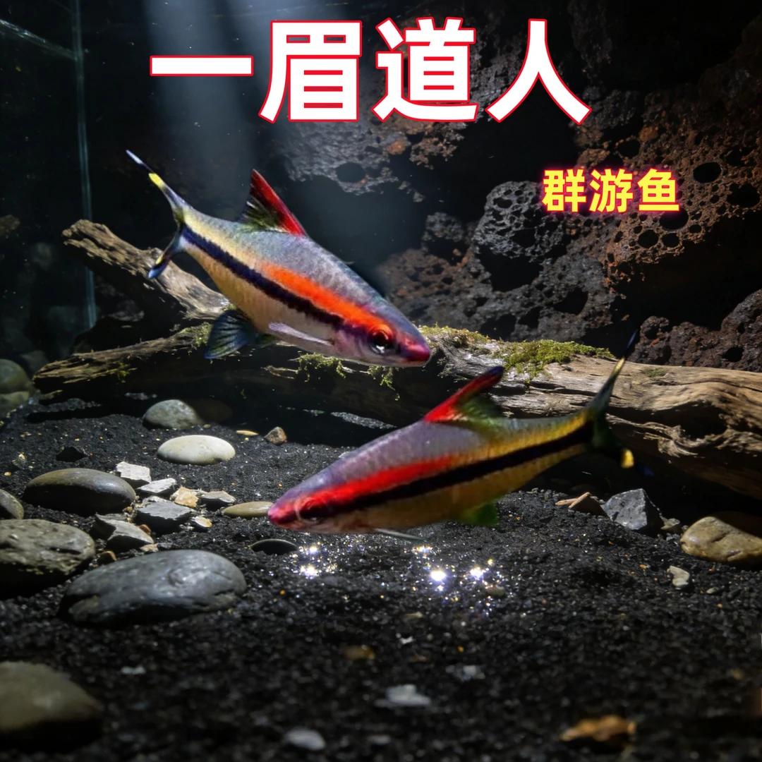 【精品一眉道人鱼】热带观赏鱼耐活草缸大勾群游鱼溪流缸黄金一眉